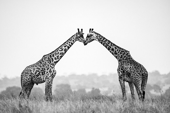 20240730_JSP_Africa_Kenya_2279