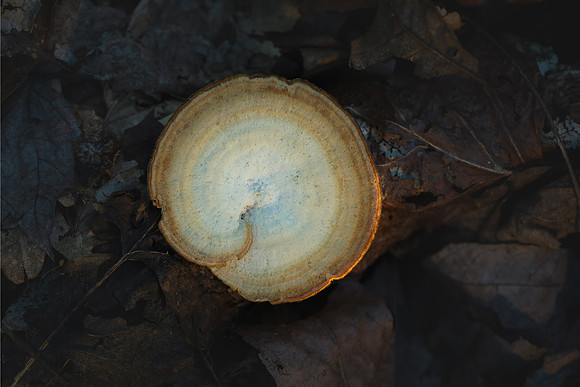250704-JSP-NC_fungi-3497-794