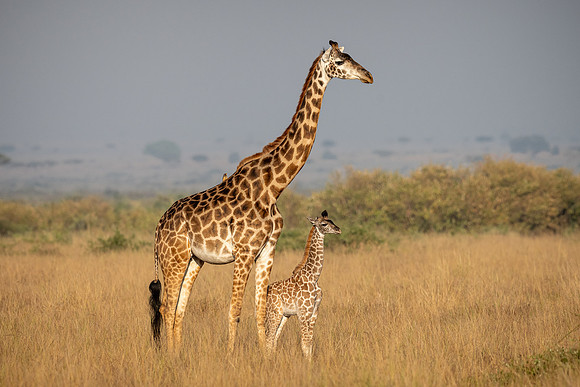 20240725_JSP_Africa_Kenya_545