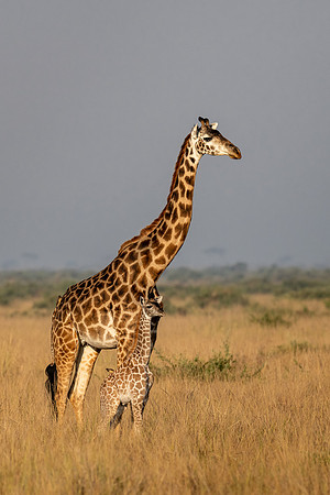 20240725_JSP_Africa_Kenya_543