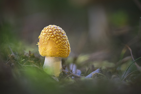 250819-JSP-NC_fungi-7798-1531