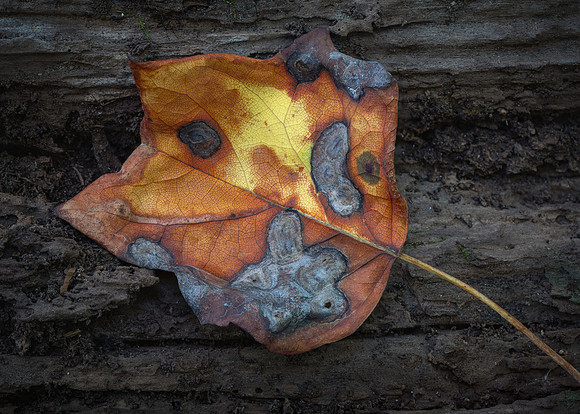 250830-JSP-NC_fungi-10122-1476
