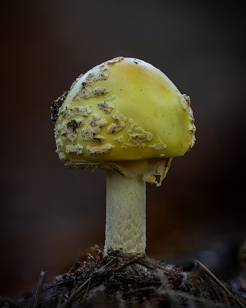 20241012_JMS_NC_fungi_0045-304