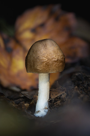 251003-JSP-NC_fungi-12463_Stacked-1675