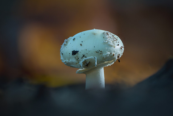 251015-JSP-NC_fungi-13713_Stacked