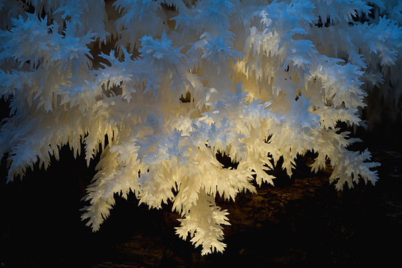 251015-JSP-NC_fungi-13959_Stacked