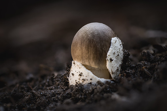 251015-JSP-NC_fungi-14274_Stacked