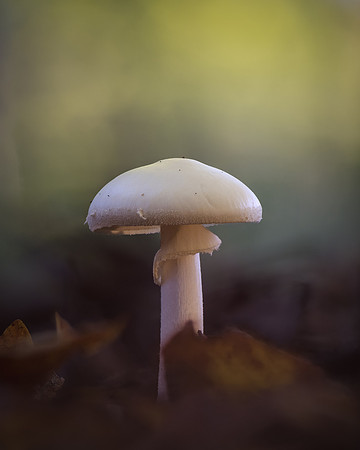 251015-JSP-NC_fungi-13866_Stacked