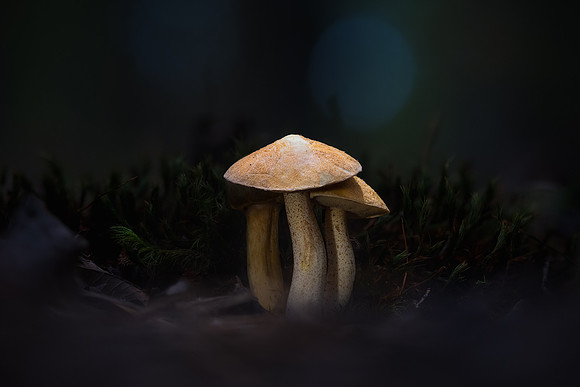 251019-JSP-NC_fungi-16368_Stacked-1698