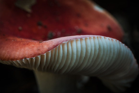 251019-JSP-NC_fungi-15528-1699