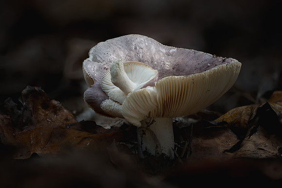 251019-JSP-NC_fungi-16567_Stacked
