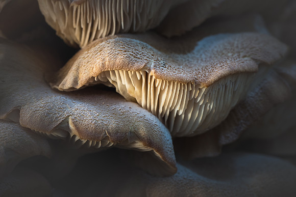 250904-JSP-NC_fungi-10293