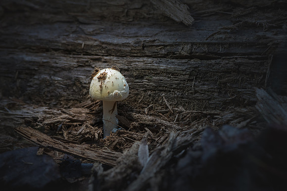 251023-JSP-NC_fungi-16903