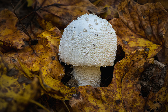 251019-JSP-NC_fungi-14840_Stacked