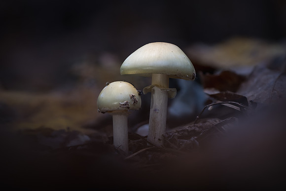 251023-JSP-NC_fungi-16949_Stacked