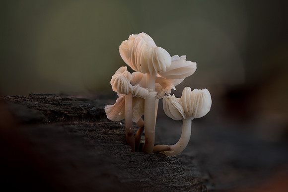 251031-JSP-NC_fungi-17328_Stacked