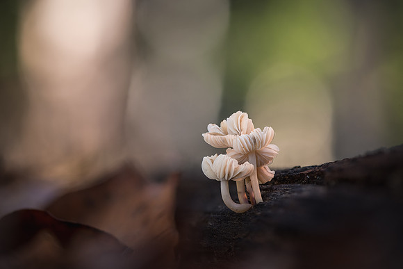 251031-JSP-NC_fungi-17434_Stacked