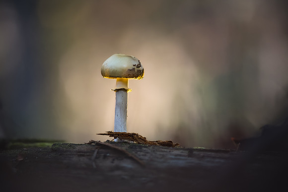 251101-JSP-NC_fungi-17655_Stacked
