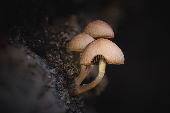 251105-JSP-NC_fungi-18091_Stacked