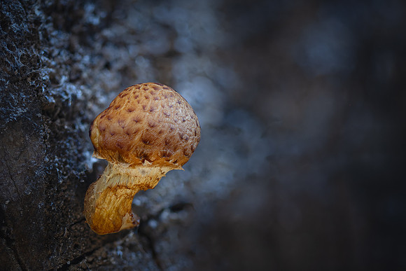 251111-JSP-NC_fungi-19626_Stacked