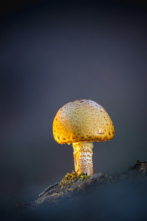 251111-JSP-NC_fungi-19347_Stacked