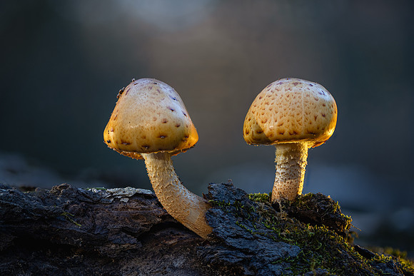 251111-JSP-NC_fungi-19267_Stacked