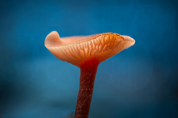 251115-JSP-NC_fungi-20373_Stacked1