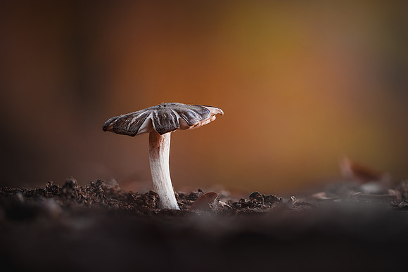 251114-JSP-NC_fungi-20180_Stacked