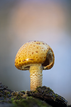 251111-JSP-NC_fungi-19919_Stacked