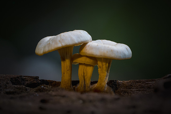 250816-JSP-NC_fungi-7157_Stacked