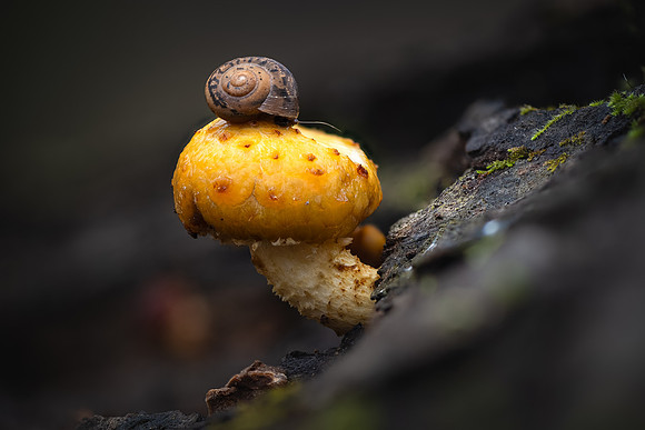 251121-JSP-NC_fungi-1-98_Stacked