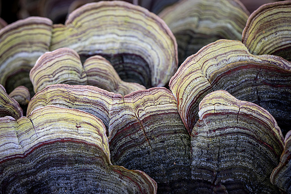 251121-JSP-NC_fungi-1-175