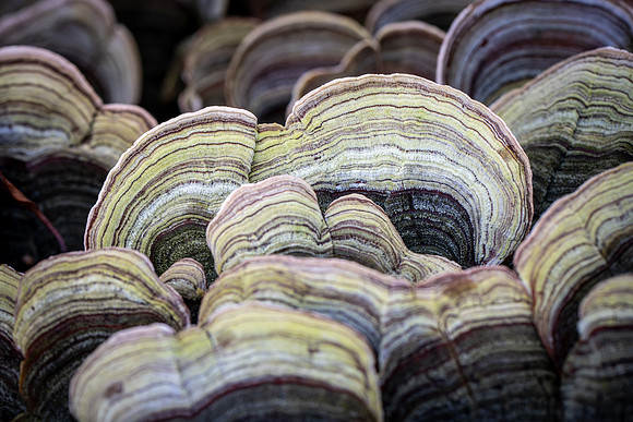 251121-JSP-NC_fungi-1-176