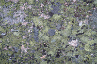 20211005_JMS_ME_AcadiaNP_532