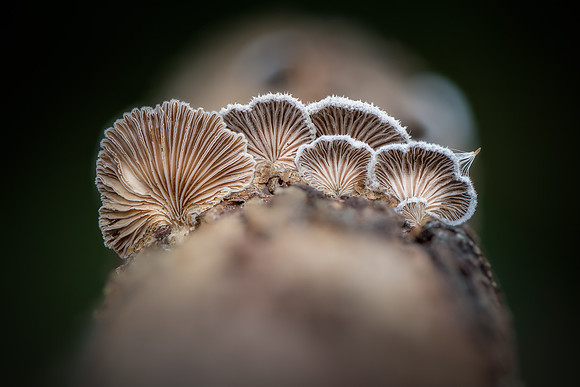 250725-JSP-NC_fungi-4606-2-4