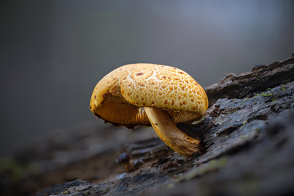 251125-JSP-NC_fungi-21417_Stacked