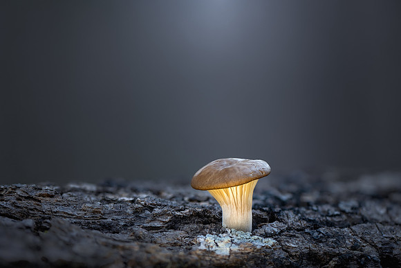 251128-JSP-NC_fungi-21847_Stacked