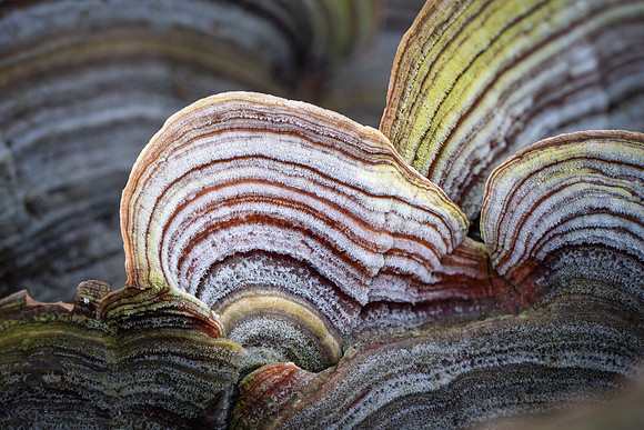 251121-JSP-NC_fungi-1-197_Stacked