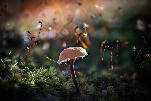 251129-JSP-NC_fungi-22391_Stacked-5