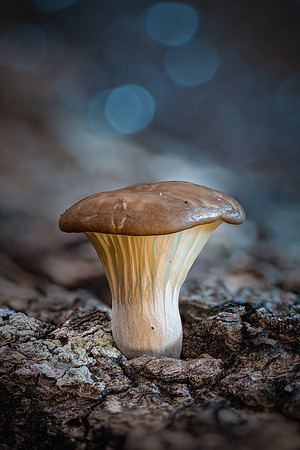 251128-JSP-NC_fungi-21976_Stacked
