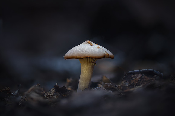 251128-JSP-NC_fungi-22175_Stacked