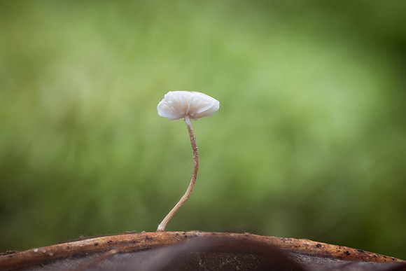 251206-JSP-NC_fungi-154