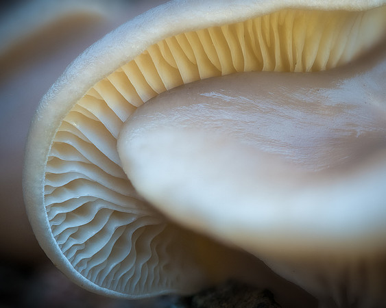 251205-JSP-NC_fungi-1_Stacked-24