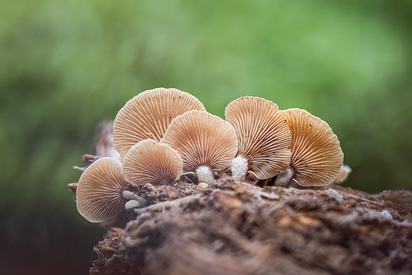 251206-JSP-NC_fungi-168_Stacked