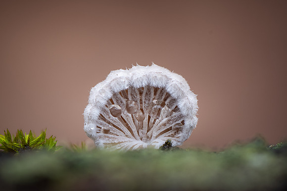 251206-JSP-NC_fungi-227