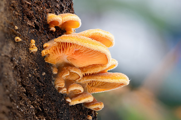 251206-JSP-NC_fungi-35_Stacked