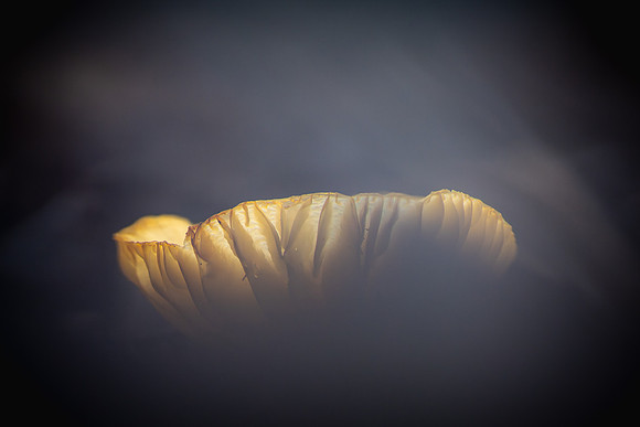 251210-JSP-NC_fungi-6-102