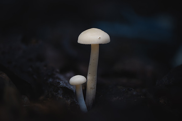 251210-JSP-NC_fungi-6-73_Stacked