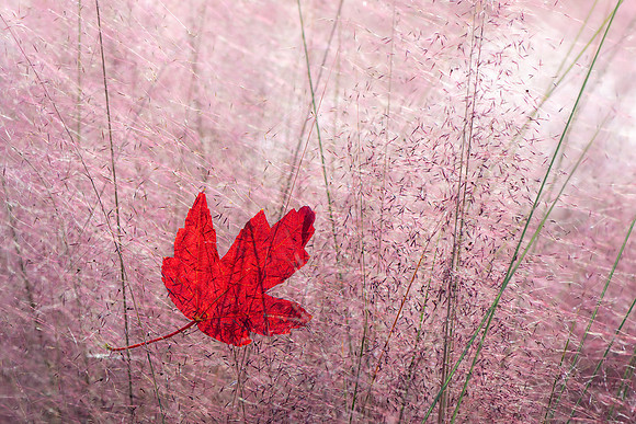 20241025_JMS_NC_FallLeaves_0131