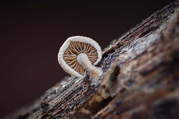 251218-JSP-NC_fungi-723_Stacked